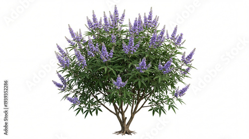 Chaste tree vitex