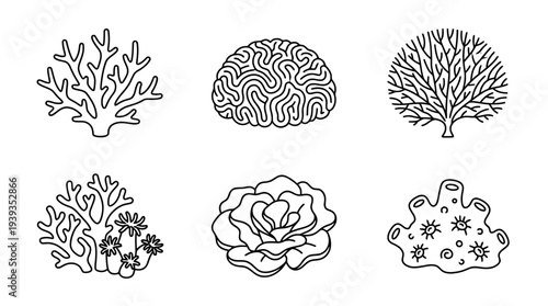 collection of coral, minimal thin icon vector set , white background , PNG and SVG isolate