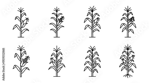 collection of corn stalk, minimal thin icon vector set , white background , PNG and SVG isolate