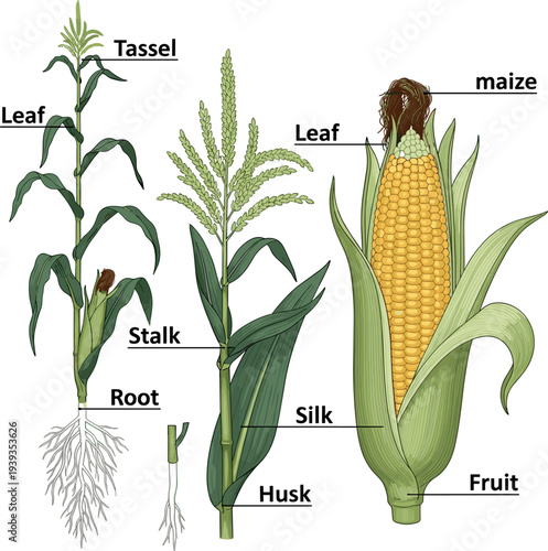 Maize Plant Anatomy Diagram with Tassel Leaf Stalk Silk Husk Root and Corn Fruit Botanical Vector Illustration