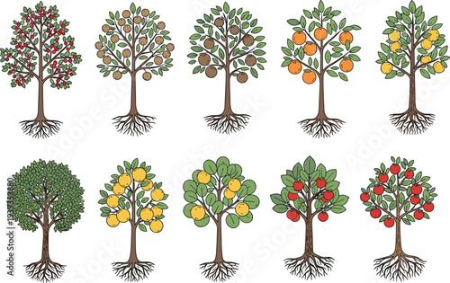 Fruit Tree Collection with Apple Lemon Orange Pear and Tropical Orchard Trees Botanical Vector Illustration Set