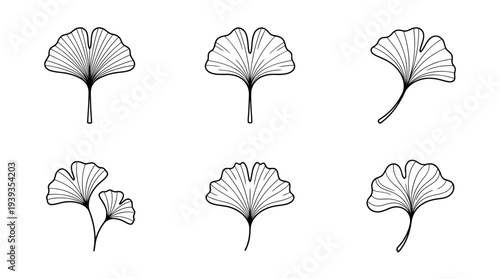collection of ginkgo leaf, minimal thin icon vector set , white background , PNG and SVG isolate