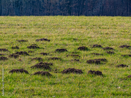 Viele Maulwurfhaufen auf einer großen Wiese im Frühjahr