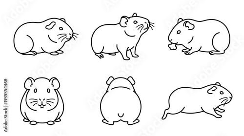 collection of guinea pig, minimal thin icon vector set , white background , PNG and SVG isolate