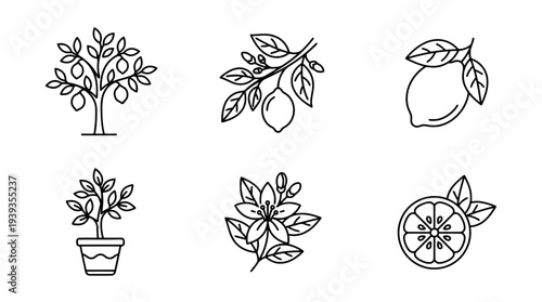 collection of lemon tree, minimal thin icon vector set , white background , PNG and SVG isolate