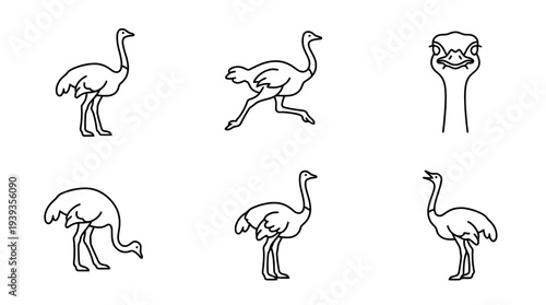 collection of ostrich, minimal thin icon vector set , white background , PNG and SVG isolate