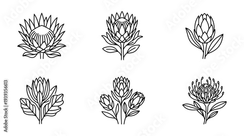 collection of protea, minimal thin icon vector set , white background , PNG and SVG isolate
