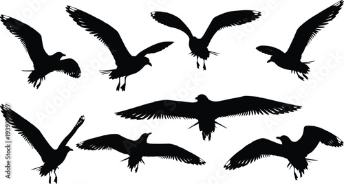 Bird silhouettes in flight with wings spread, seabirds, gulls, dynamic motion, wildlife, nature, freedom, sky, ornithology, design, illustration icons