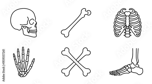 collection of skeleton bone, minimal thin icon vector set , white background , PNG and SVG isolate