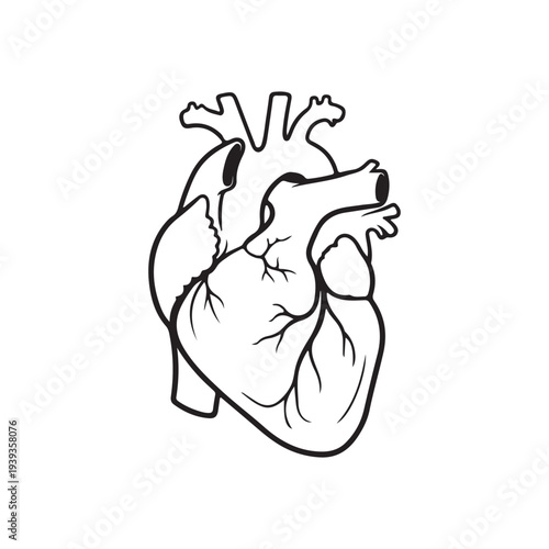 Human heart silhouette vector illustration on white background