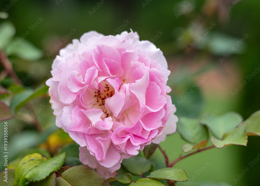 Fototapeta premium Pink Rose