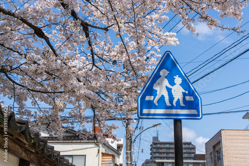 金沢の通学路標識と桜（石川県）
