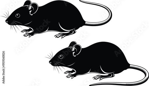Mouse silhouettes in side profile view, rodent animal illustration, scientific vector design for biology, pest control, and anatomy artwork