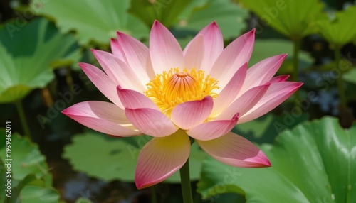 Beautiful Lotus Flower Blossoming in a Serene Pond Surrounded by Lush Green Leaves