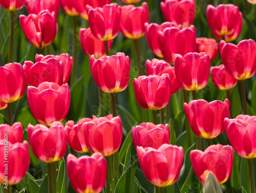Field of blooming red tulips with green stems in spring
