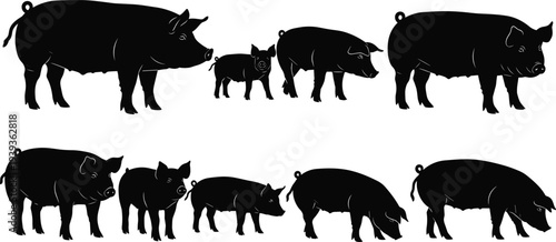 Silhouettes of pigs in different sizes and postures, farm animal vector illustration for agriculture, livestock, breeding, educational design