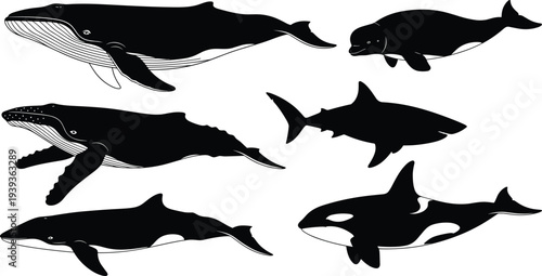 Silhouettes of whales, shark, and orca, marine animal vector illustration, aquatic wildlife design, ocean creatures artwork, underwater theme, educational concept