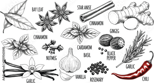 Vintage hand-drawn vector collection of culinary herbs and spices including garlic, cinnamon, chili pepper, basil, star anise, rosemary, and vanilla beans