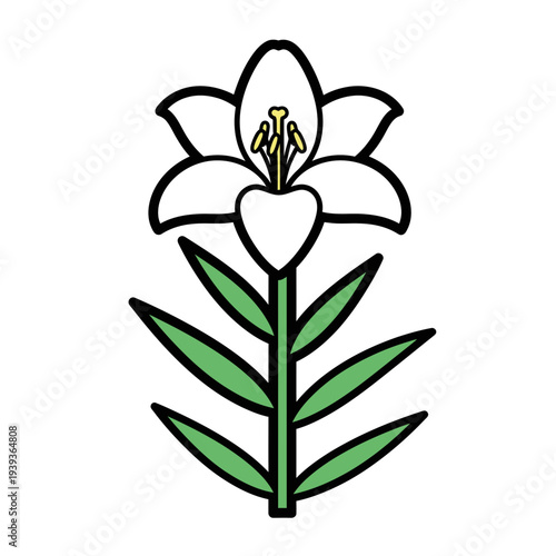 Simple White Lily Flower Illustration With Green Stem