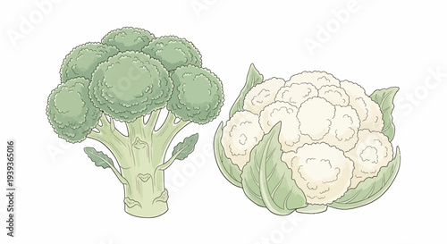 Broccoli and Cauliflower Vegetables Illustration.