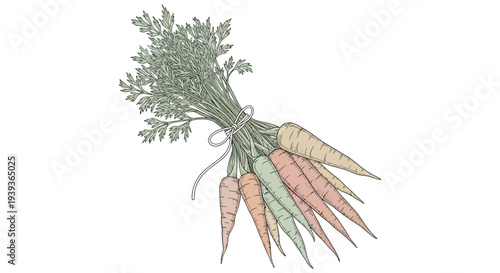 Bunch of Fresh Carrots with Greens.