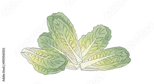 Watercolor Illustration of Fresh Green Lettuce Leaves.