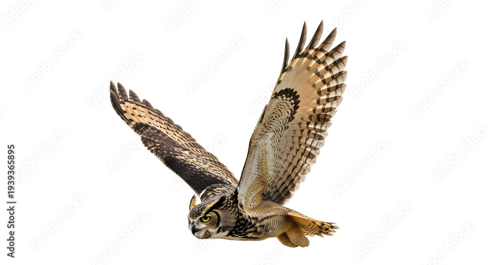 Fototapeta premium Majestic Hawk Flying Wings Spread Mid-Air Wildlife Nature Photography