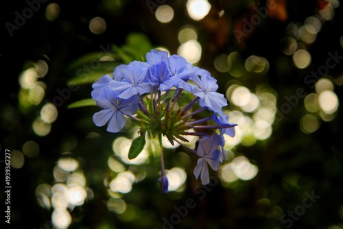 Bilde på lerret Blue plumbago flower with beautiful bokeh background