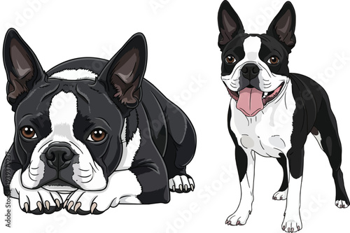 Boston Terrier dog lying down relaxed standing happy smiling set