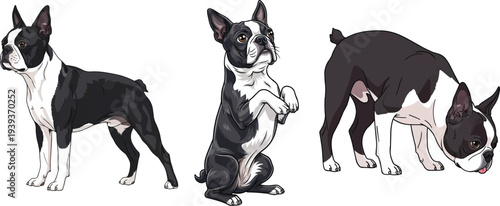 Boston Terrier dog sniffing standing side profile begging pose set