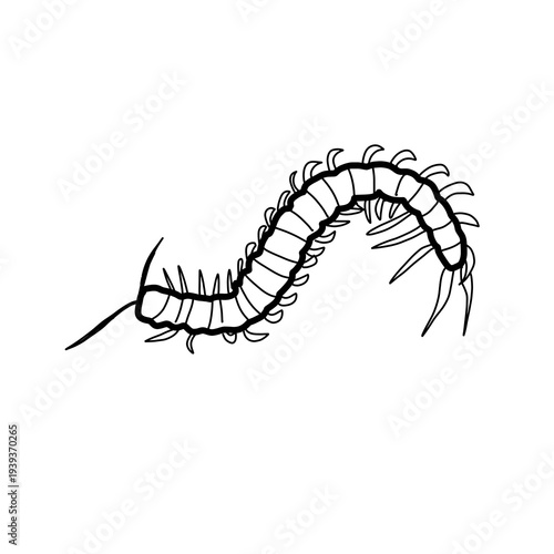 Картината върху платно centipede Arthropoda animal natural organic line hand drawn black and white