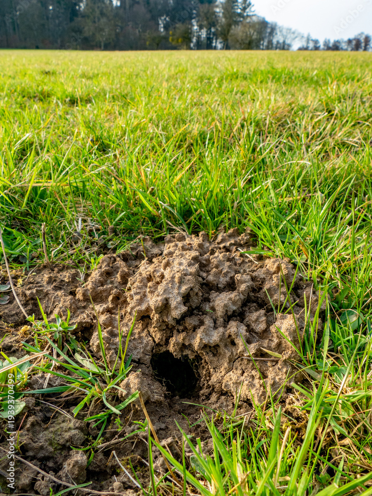 Fototapeta premium Viele Eingängen in einen Wühlmäusebau