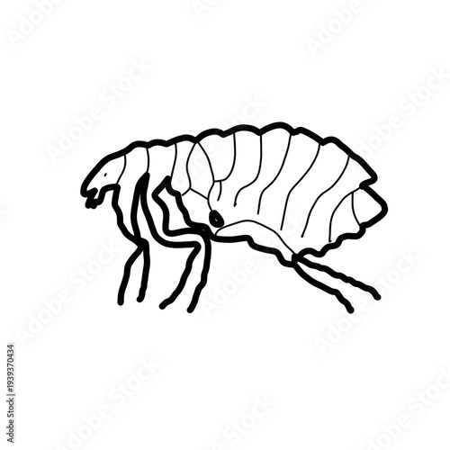 Canvas Print Flea Arthropoda animal natural organic line hand drawn black and white