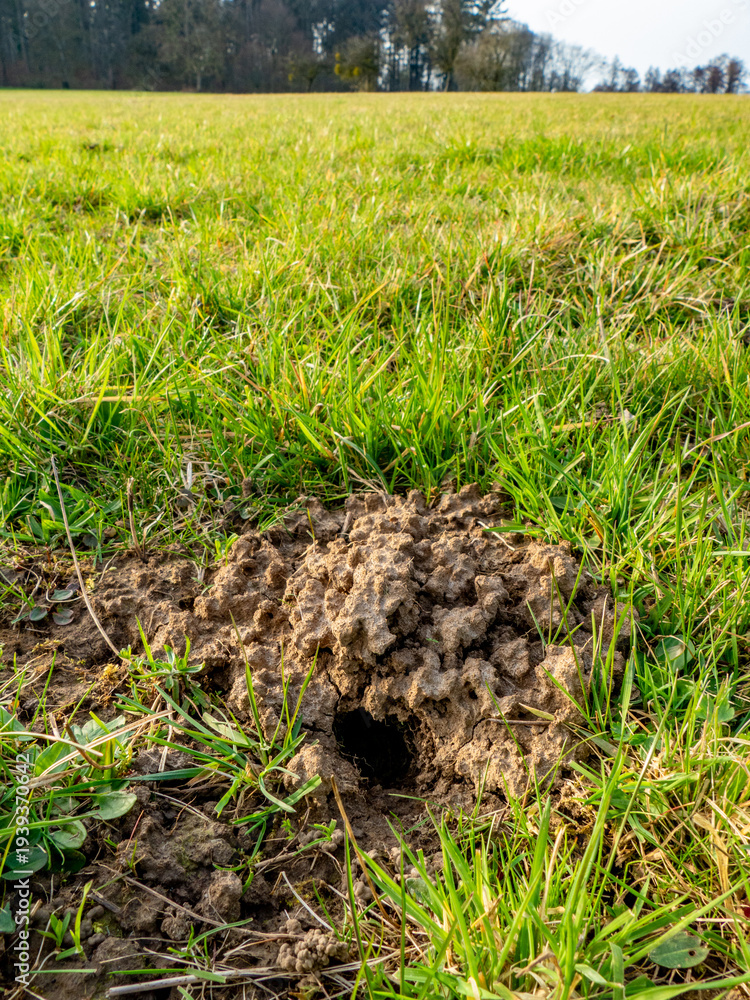Fototapeta premium Viele Eingängen in einen Wühlmäusebau