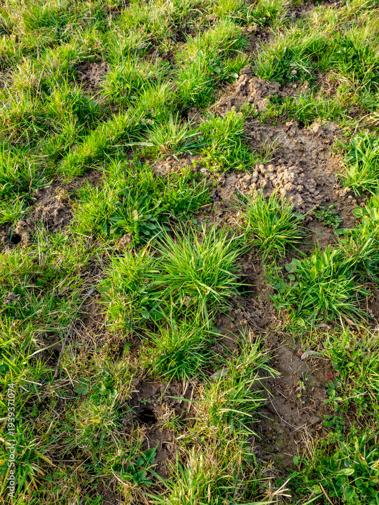 Fototapeta premium Viele Eingängen in einen Wühlmäusebau
