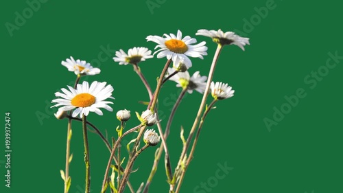 white daisies with yellow centers on green screen