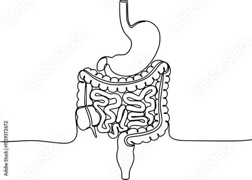 Abstract one line drawing of the complete human digestive system showing stomach and bowel for anatomy studies and healthcare awareness campaigns