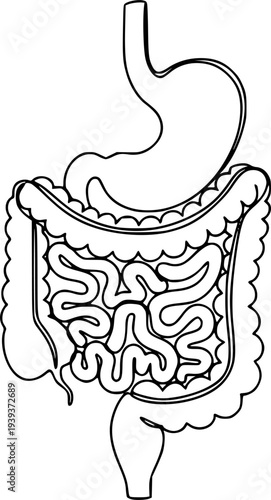 Abstract one line drawing of the complete human digestive system showing stomach and bowel for anatomy studies and healthcare awareness campaigns