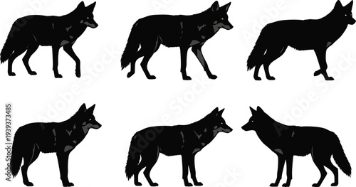 Wolf and coyote silhouette collection showing diverse postures, wild canine animal shapes, hunting stance, wildlife identification illustration