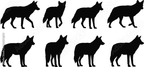Black silhouettes of wolves or coyotes walking and standing, animal poses showing motion and still posture isolated on white background