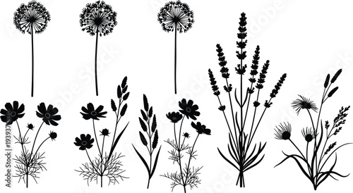 Botanical flower plant silhouette vector illustration, dandelion lavender cosmos wildflower decorative isolated design for stock platform discoverability
