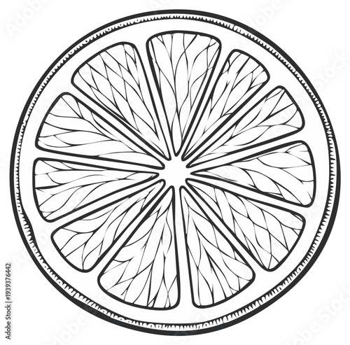 Detailed Citrus Fruit Slice Outline Art Healthy Food Ingredient Illustration