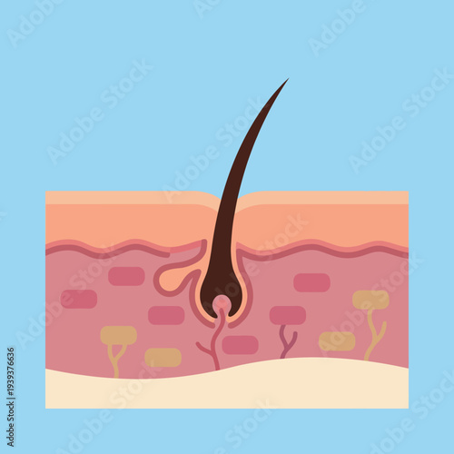 An educational illustration showcasing the layered structure of human skin, with detailed hair follicles highlighted, emphasizing anatomy, biology, and health education concepts.
