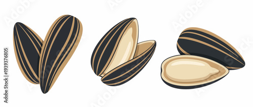 This colorful illustration displays a variety of sunflower seeds, showcasing both shelled and unshelled seeds, representing healthy snacking and natural food choices.