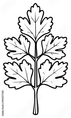 Intricate line art illustration of a stylized parsley leaf with segmented segments and a central stem
