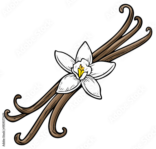 Illustration of a delicate white vanilla orchid flower with brown vanilla beans