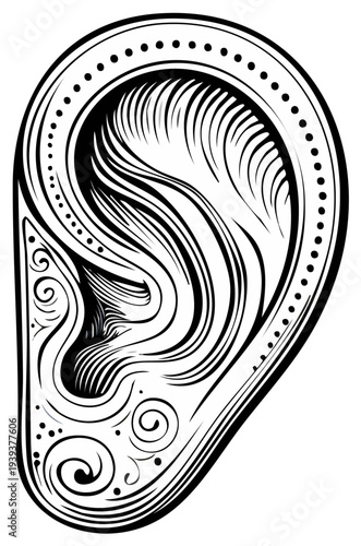 Detailed black and white illustration of a human ear, artistic anatomical representation
