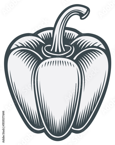 Vector Illustration of a Bell Pepper in a Vintage Style with Hatching Details