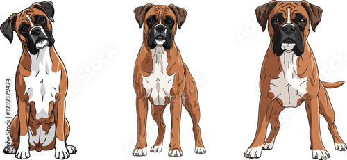 Boxer Dog standing alert attentive facing front sitting curious pose set