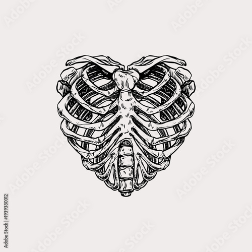 Human rib cage forming heart shape illustration